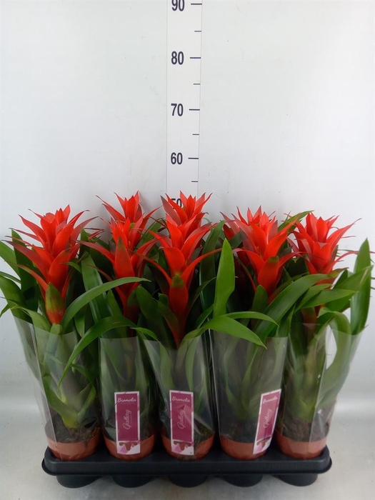 <h4>Guzmania  'Ostara'</h4>