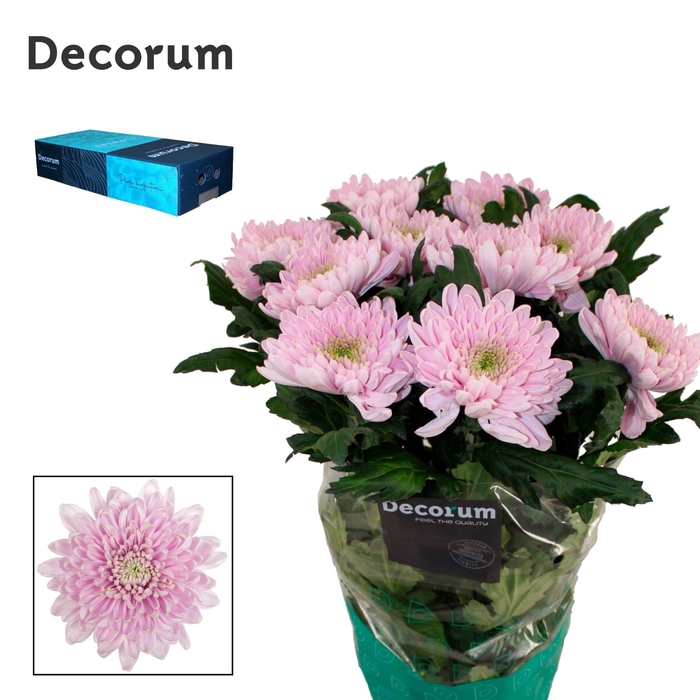 <h4>Chrysanten Chr G Rossano</h4>
