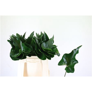 Anthurium overig (blad)