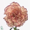 Dianthus St Holiday
