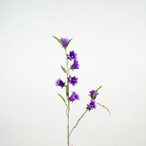AF Campanula medium L80cm purp