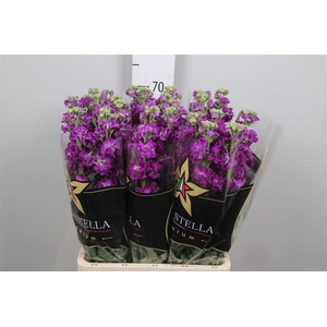 Matth Iron * Premium* Purple