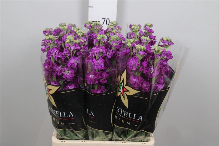 <h4>Matth Iron * Premium* Purple</h4>