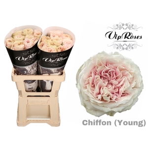 R GR CHIFFON YOUNG x 20
