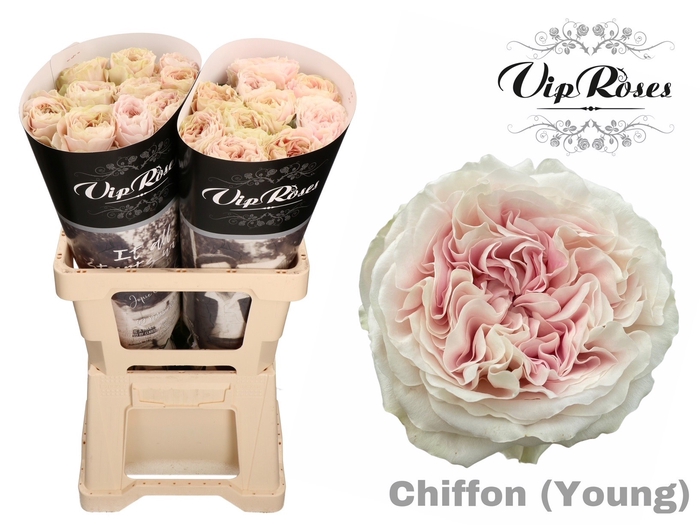 R GR CHIFFON YOUNG x 20