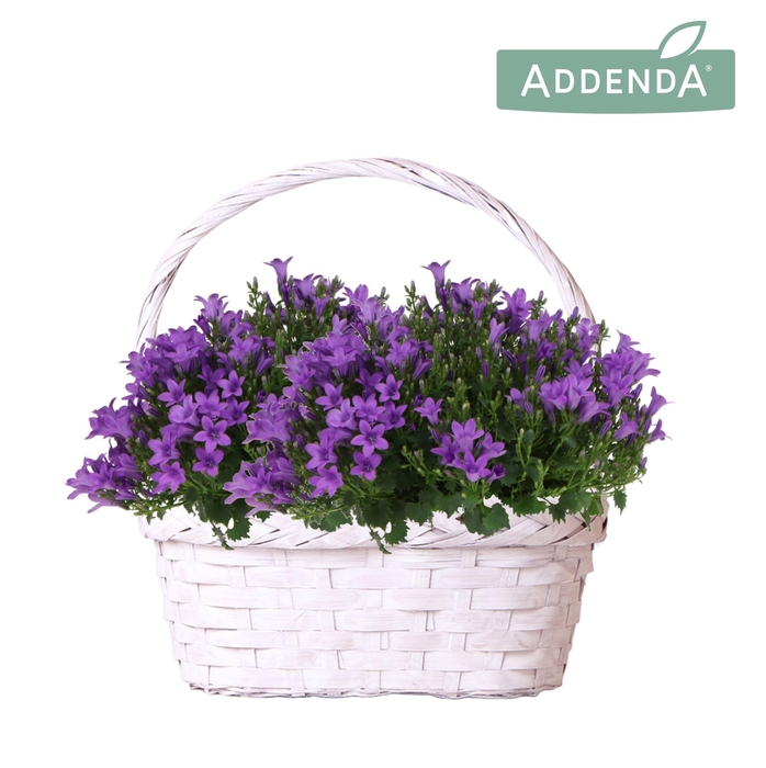 <h4>Campanula Addenda Ambella Intense purple in Duomand twins mix</h4>