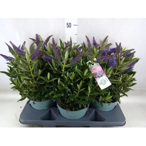 Hebe  'Hebedonna Britta'
