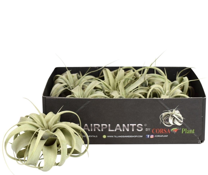 <h4>Tillandsia xerographica</h4>