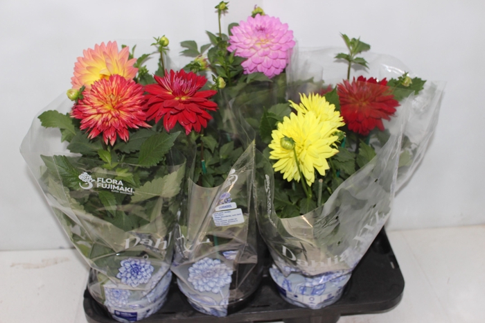 <h4>DAHLIA XXL P15</h4>