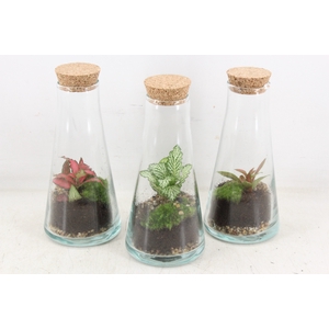 arr3 WR - Terrarium Kalypso