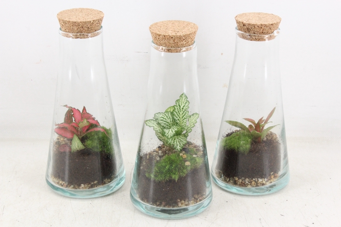 <h4>arr3 WR - Terrarium Kalypso</h4>