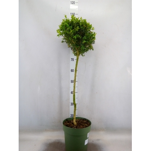 Buxus semp.   ...
