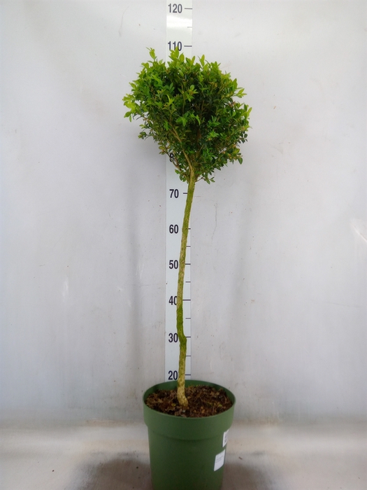 <h4>Buxus semp.   ...</h4>