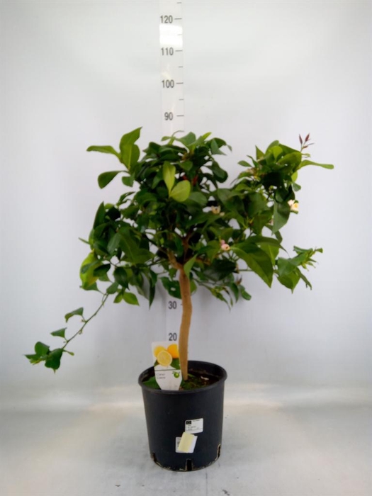 <h4>Citrus   ...</h4>