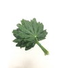 Aralia Rio Verde 30cm