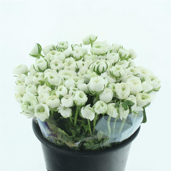 <h4>Ran El White Extra</h4>