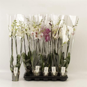 PHAL GEM