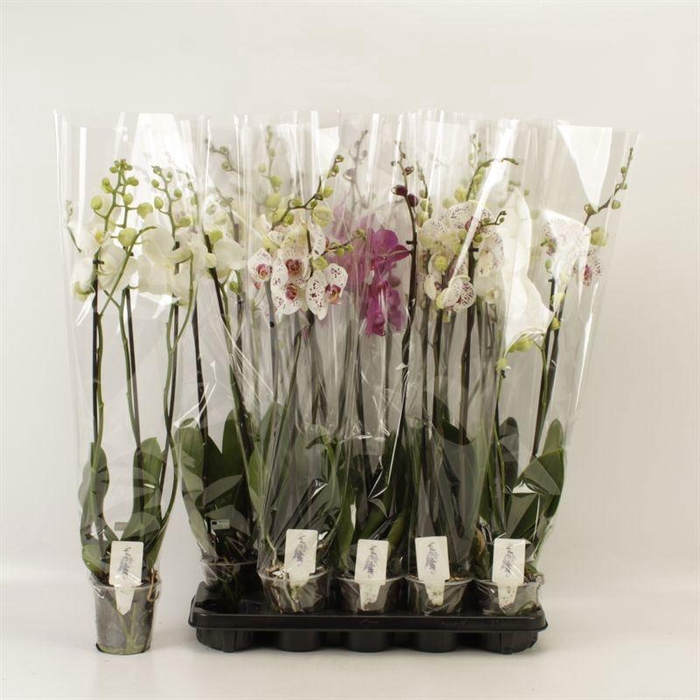 <h4>PHAL GEM</h4>