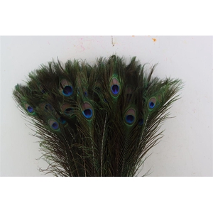 Feather Peacock Natural L60/70cm Pst