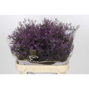 Limonium Safora Dark Blue