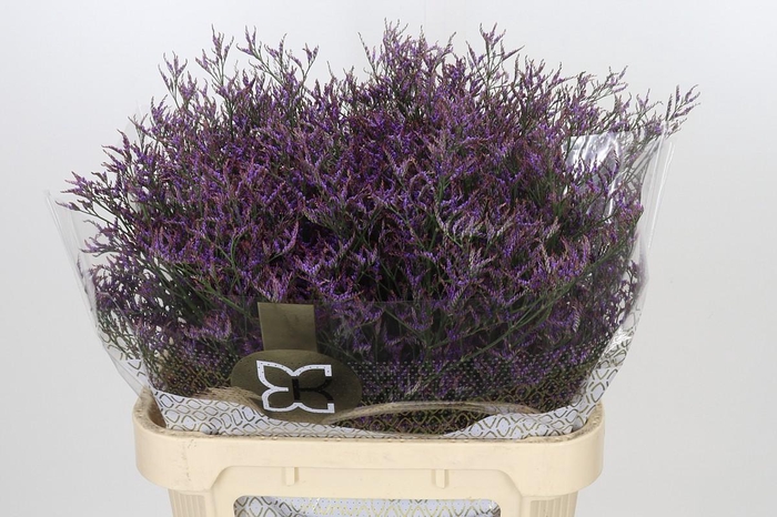 Limonium Safora Dark Blue