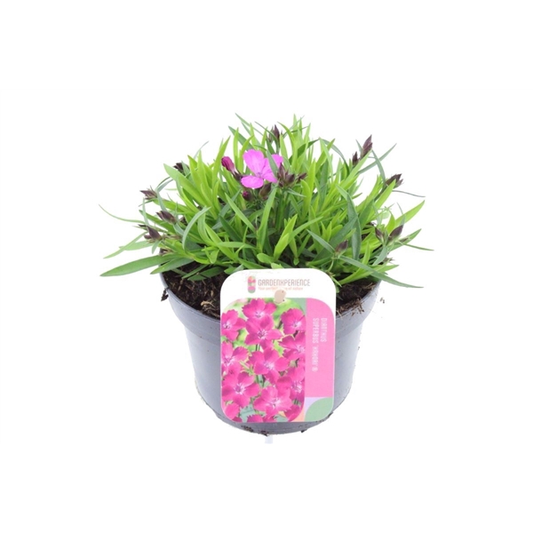 <h4>Dianthus caryophyllus Kahori</h4>
