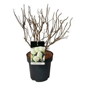 Hydrangea pan. 'Little Spooky' ®