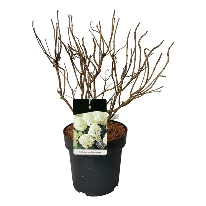 <h4>Hydrangea pan. 'Little Spooky' ®</h4>