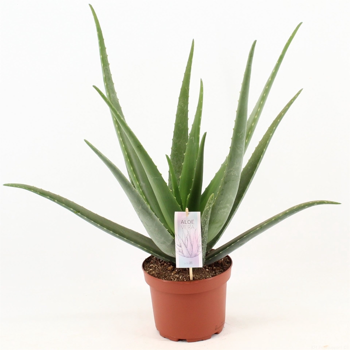 <h4>Aloe vera</h4>