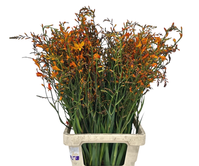 <h4>CROCOS LUCIFER</h4>