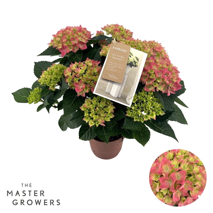<h4>Hydrangea Hi Everlast pink 7 + Flowers</h4>