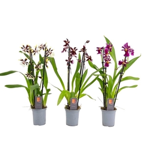 Inca Cambria mix duo cascade 9cm