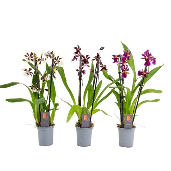 <h4>Inca Cambria mix duo cascade 9cm</h4>