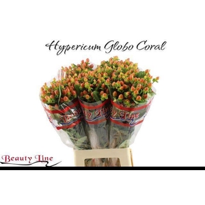 HYP GLOBO CORAL