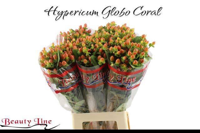 <h4>HYP GLOBO CORAL</h4>