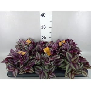Tradescantia zebr. 'Purpusii'