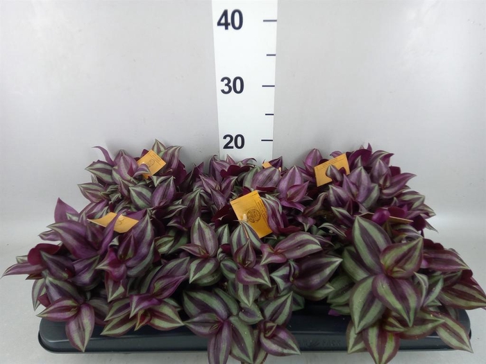 <h4>Tradescantia zebr. 'Purpusii'</h4>