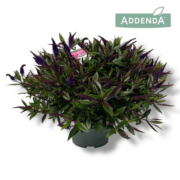 <h4>Hebe Donna Purple P23 Addenda®</h4>