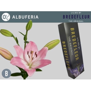 LI LA ALBUFEIRA QUALITY BOX.