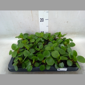 Pilea peperomoides