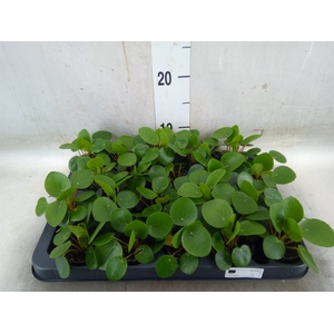 Pilea peperomoides