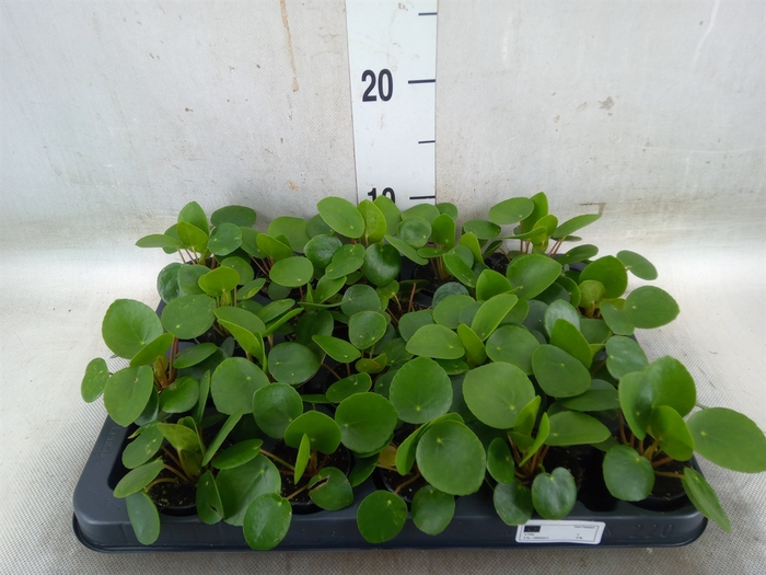 <h4>Pilea peperomoides</h4>