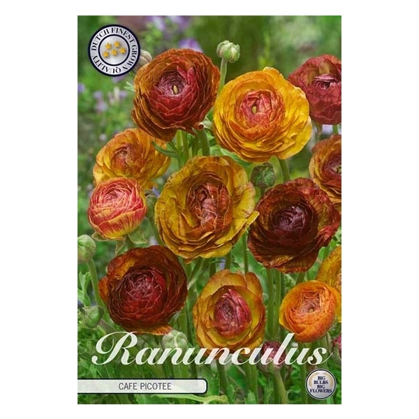 <h4>Ranunculus Picotee Cafe x10 6/7</h4>