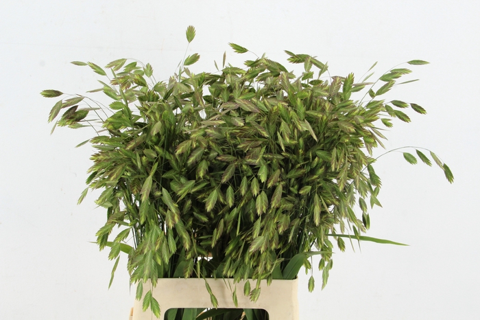 <h4>GRAS CHASM LATIFOLIUM</h4>