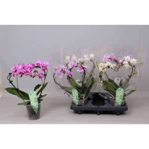 Phalaenopsis Multifl. gemengd 3 kleuren