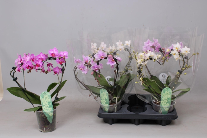 <h4>Phalaenopsis Multifl. gemengd 3 kleuren</h4>