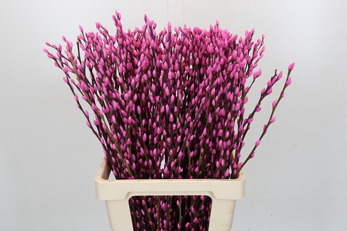 <h4>Salix Caprea Snow Flake P. Pink</h4>