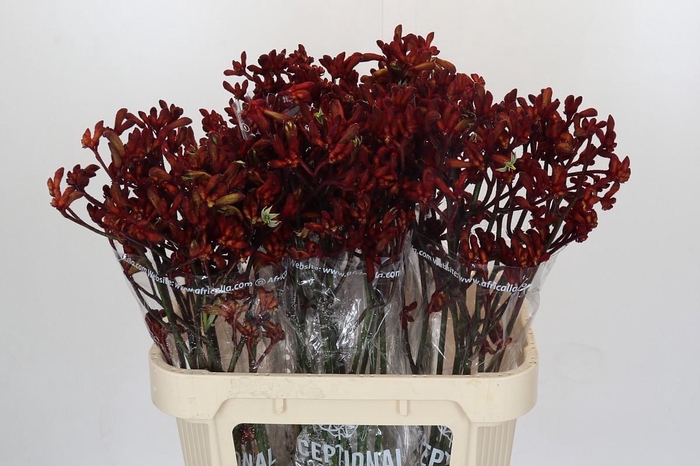 <h4>Anigozanthos Early Spring</h4>