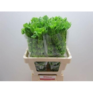 MOLUCCELLA LAEVIS MOLUCCELLA STUK