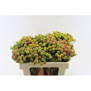 Kaaps Berz Galpinii Baubles